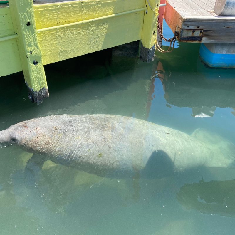 a fish swimming under water