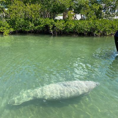 Manatee Sanctuary - Cow Key Marina