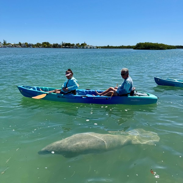 a group of people swimming in a body of water